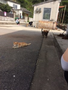 猫だらけ